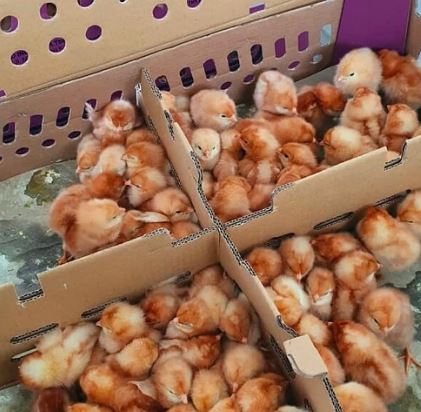 Ayam petelur dewasa hasil dari bibit berkualitas Hobiternak untuk pengiriman seluruh Indonesia