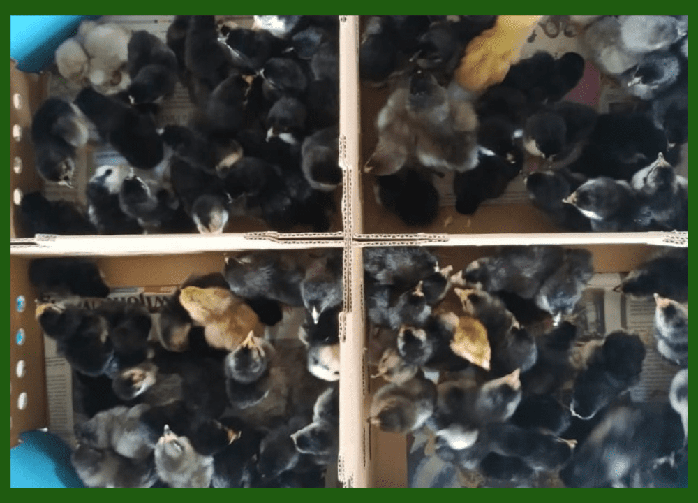Bibit Ayam Kampung Asli Kirim Seluruh Indonesia
