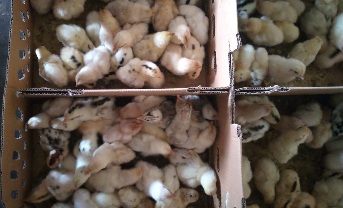 1 boks bibit ayam elba isi 100 ekor