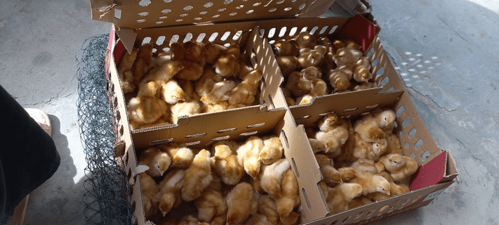 Bibit ayam petelur polos ekonomis pengiriman seluruh indonesia