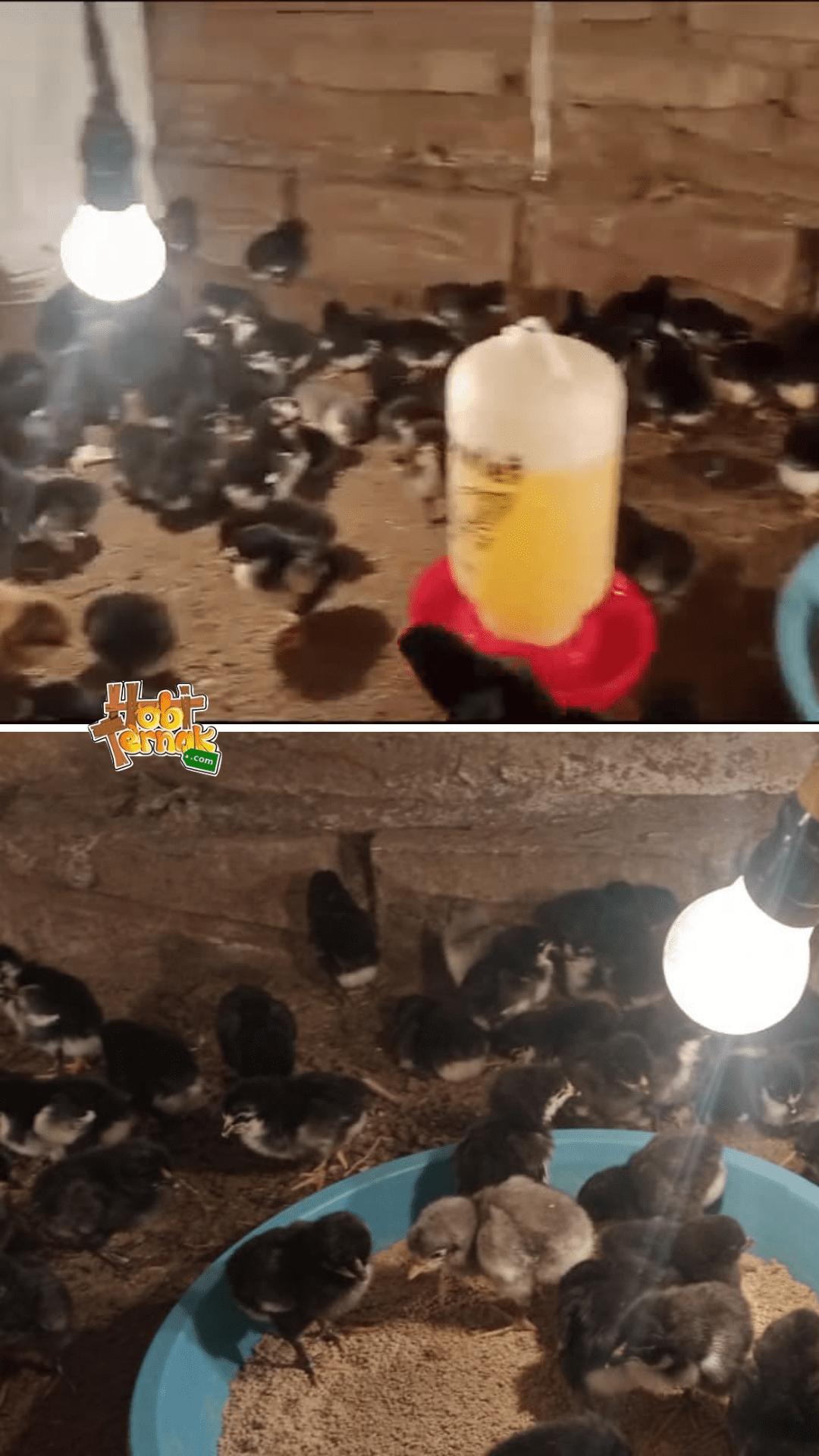 Bibit ayam kampung asli siap kirim ke seluruh Indonesia