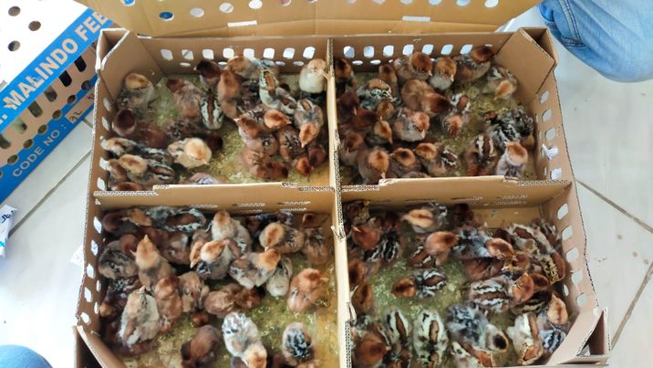 1 boks bibit ayam arab isi 100 ekor