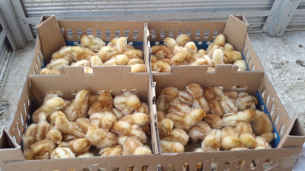 Bibit ayam petelur berkualitas siap kirim ke seluruh Indonesia dari Hobiternak