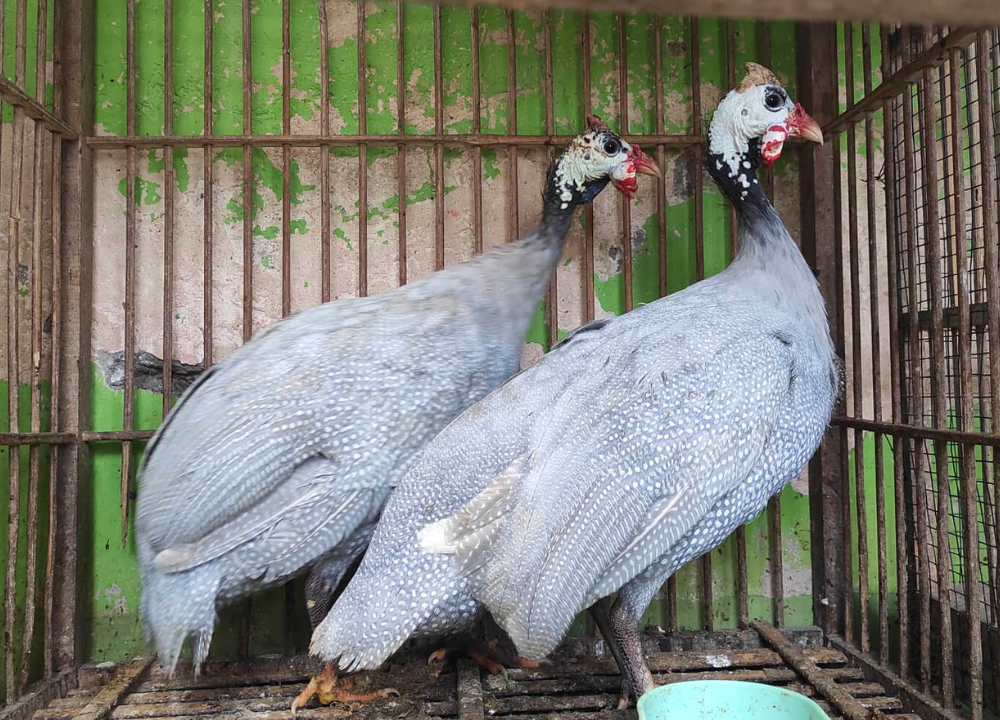 Daftar Harga Ayam Mutiara Lengkap di 2026, Cek di sini!