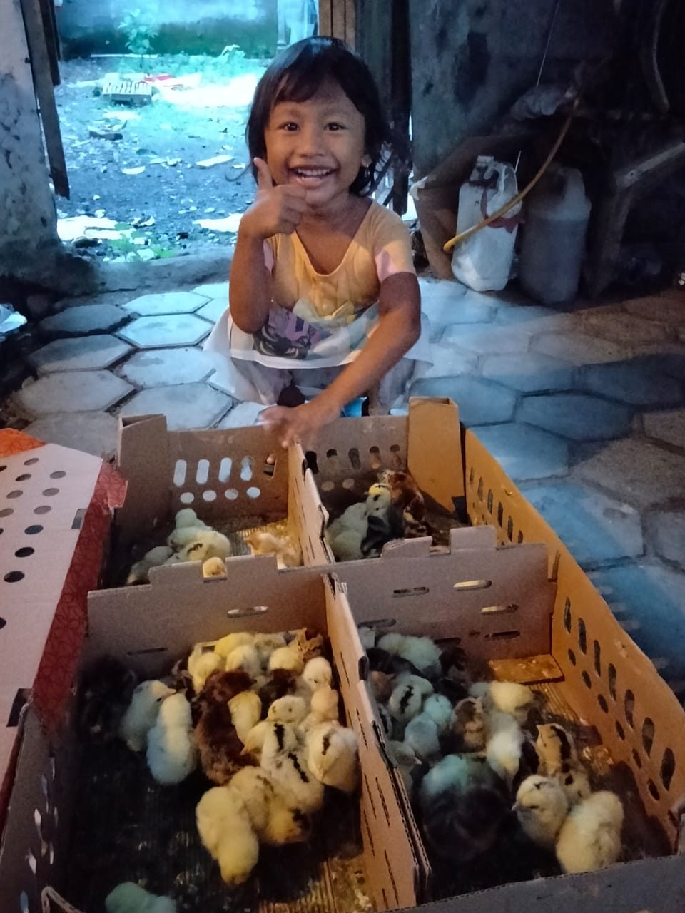 Pesanan DOC Elba Dominan Betina - Ibu Rahayu dari Kalisetail Banyuwwangi Jawa Timur 