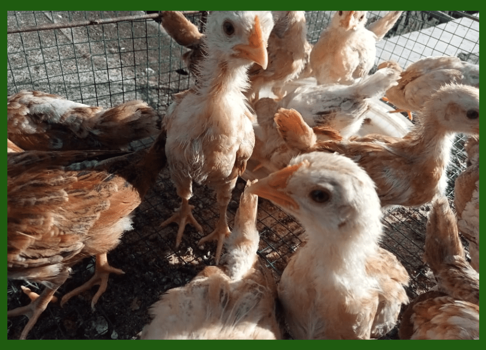 Jual Ayam Elba Petelurdari Bibit dan Usia Siap Telur