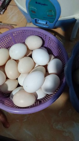 Telur Ayam Elba 