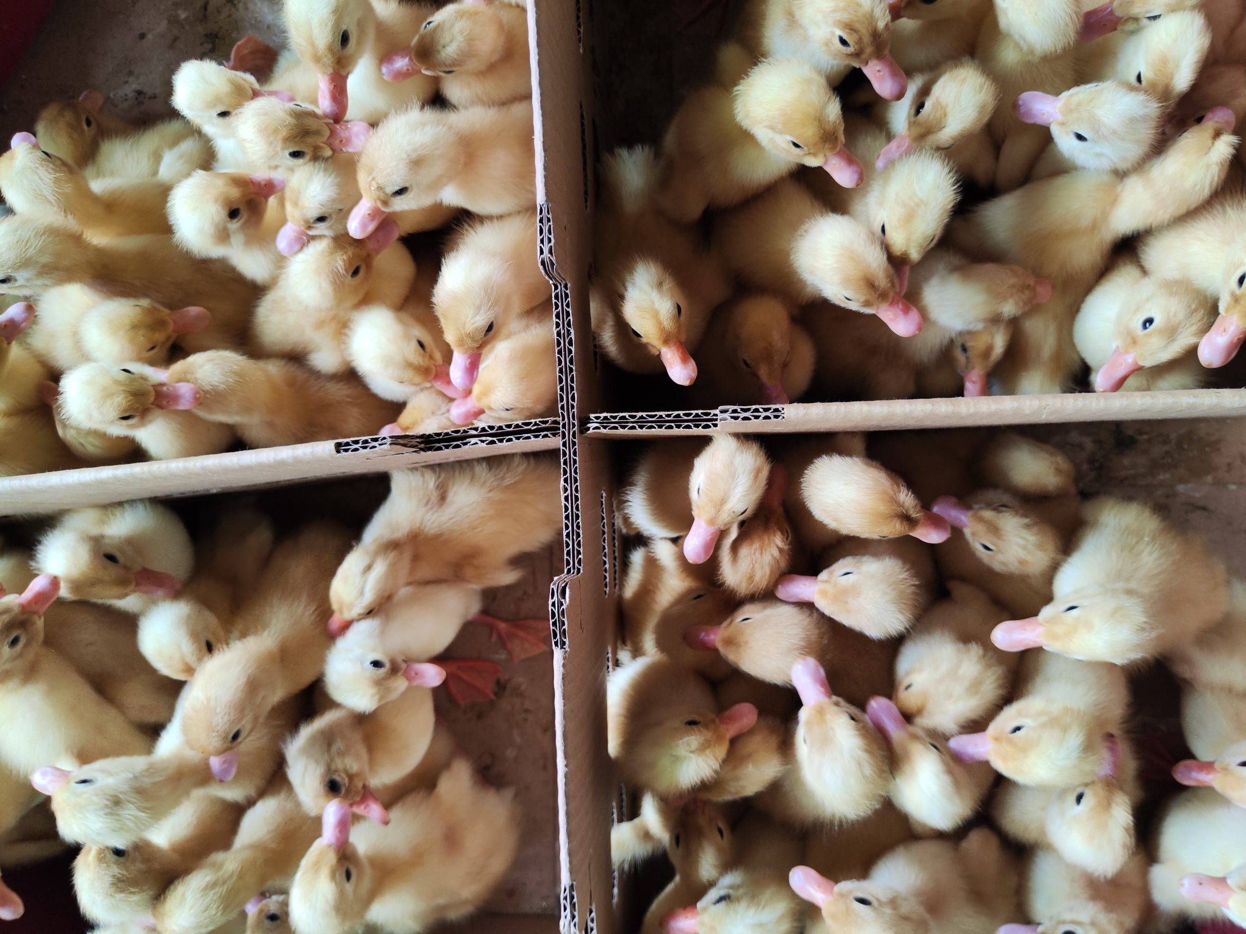 1 boks bibit bebek peking isi 100 ekor