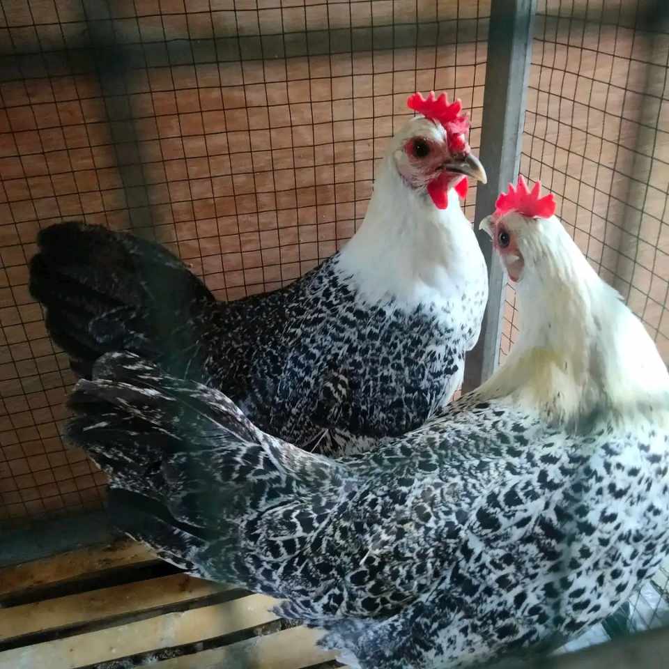 Ayam arab usia dewasa