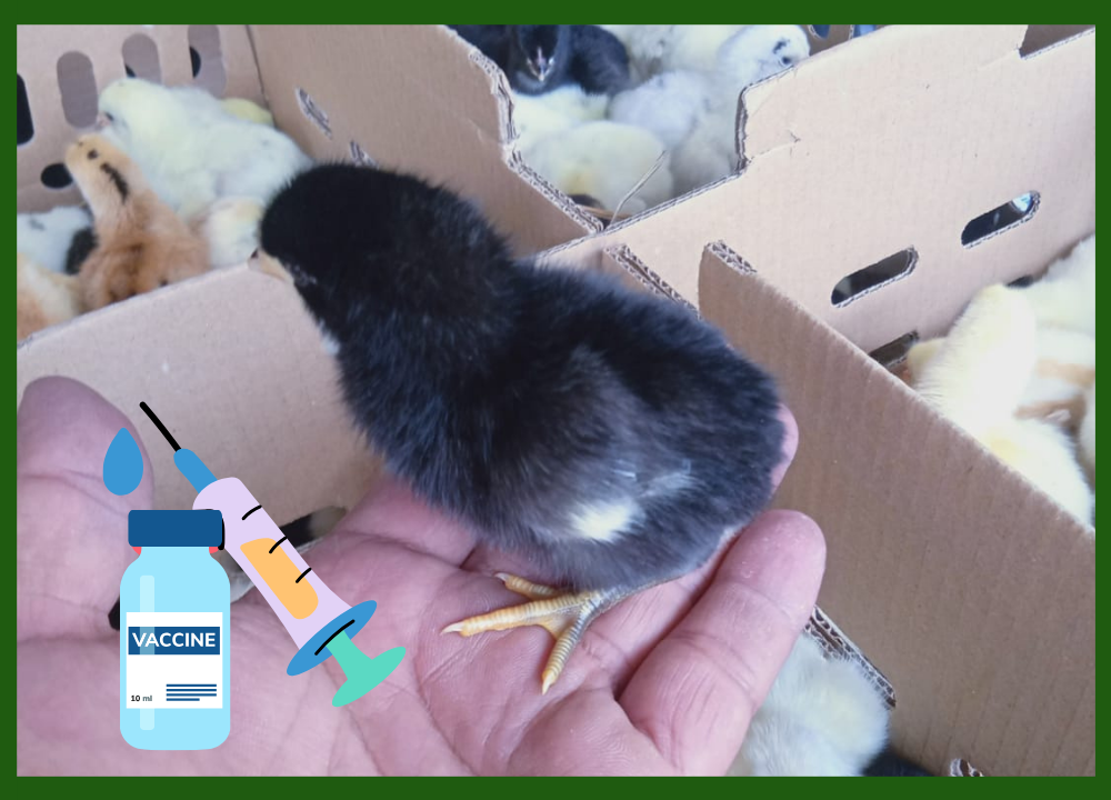 4 Metode Vaksin Ayam yang Sering Dipraktikkan Peternak
