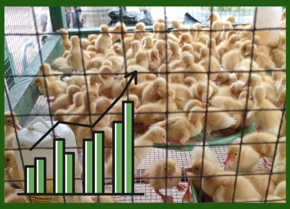 Analisis Bisnis Bebek Pedaging 500 Ekor Terbaru 2025 – Sudah Coba?