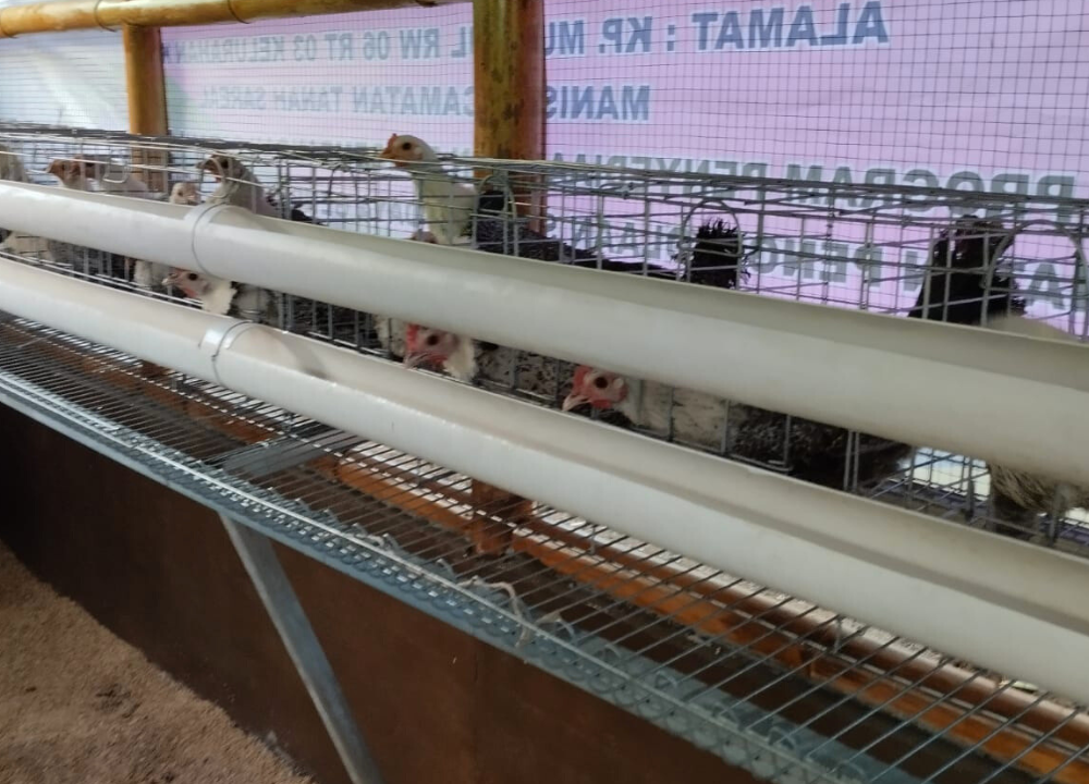 Apakah Daging Ayam Arab Bisa Dikonsumsi Bagaimana Rasanya