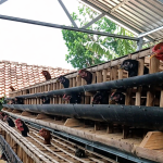 Ayam KUB Mulai Bertelur Umur Berapa