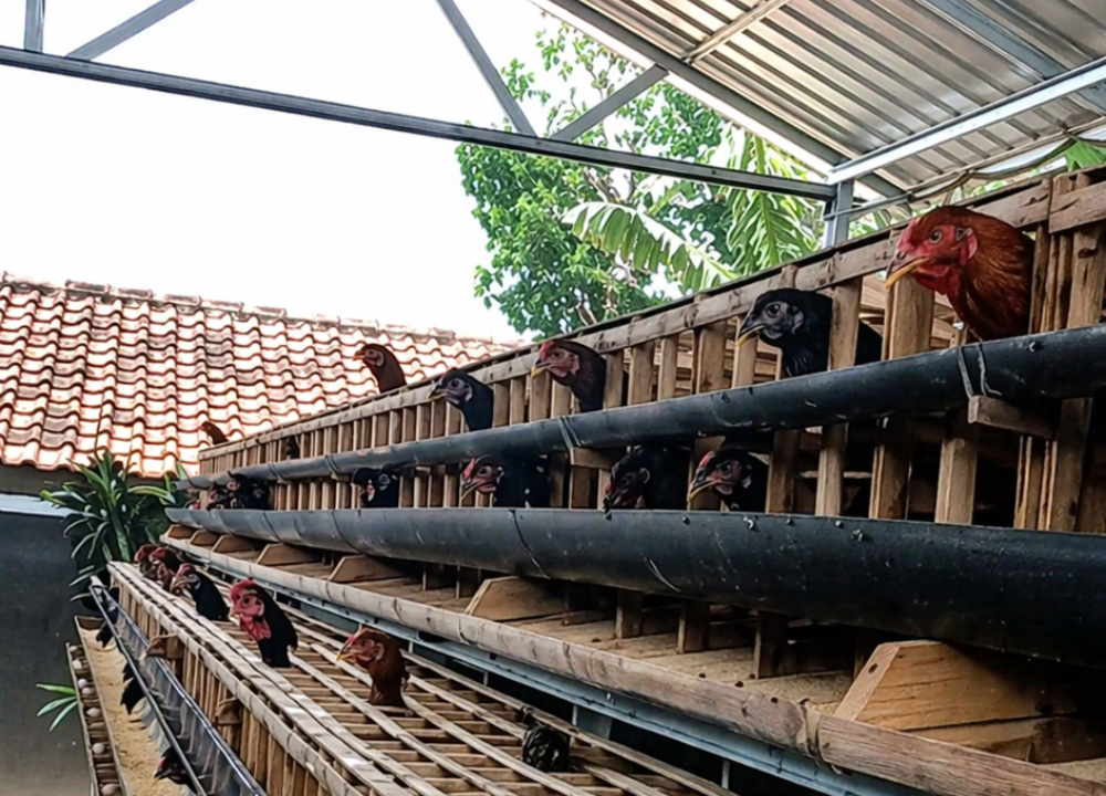 Ayam KUB Mulai Bertelur Umur Berapa