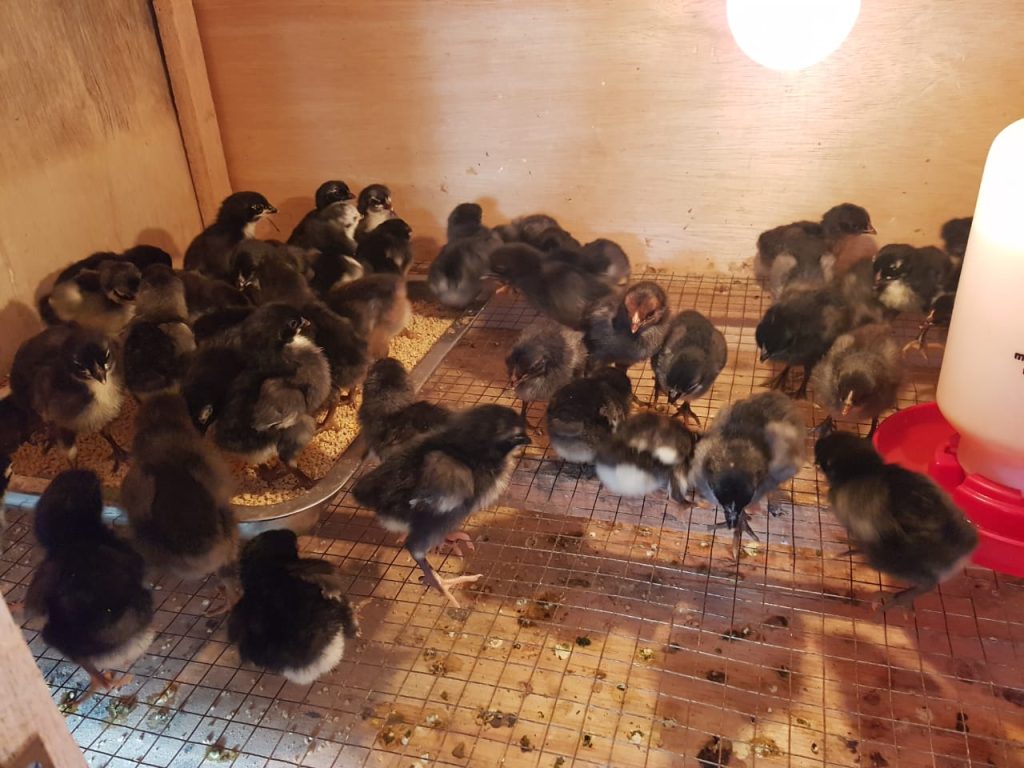 Ayam KUB atau Ayam Unggulan Balitnak Bogor merupakan ayam buras yang banyak dijadikan sebagai sebagai ayam penghasil daging dan telur.