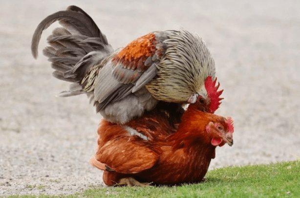 Ini adalah contoh perkawinan ayam secara alami