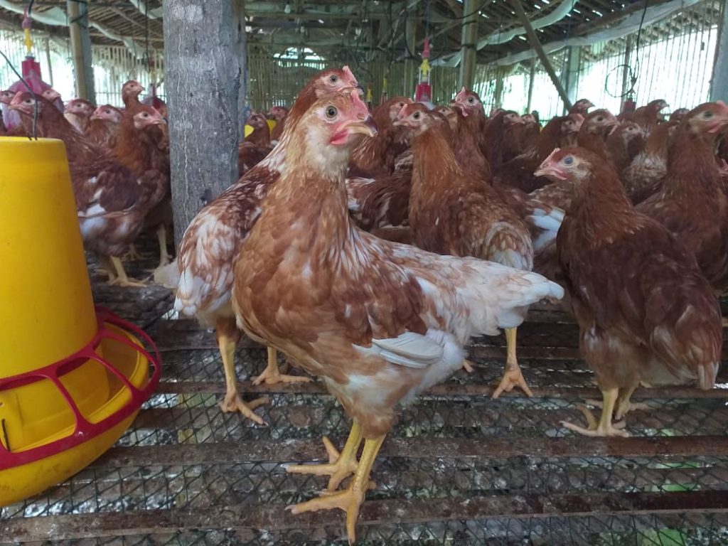 Ayam siap telur usia 13 minggu