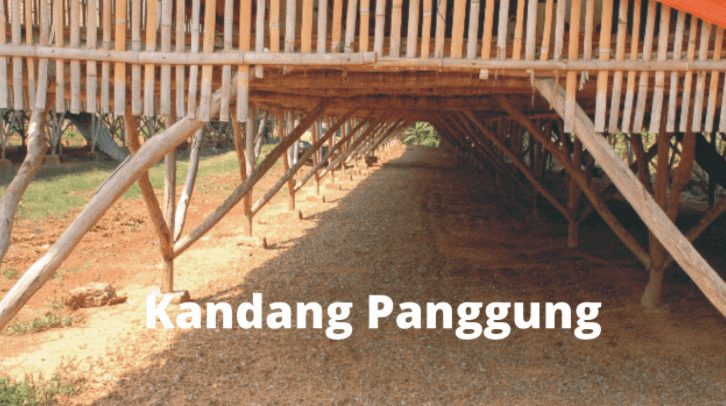 Kandang ayam kampung super sistem panggung