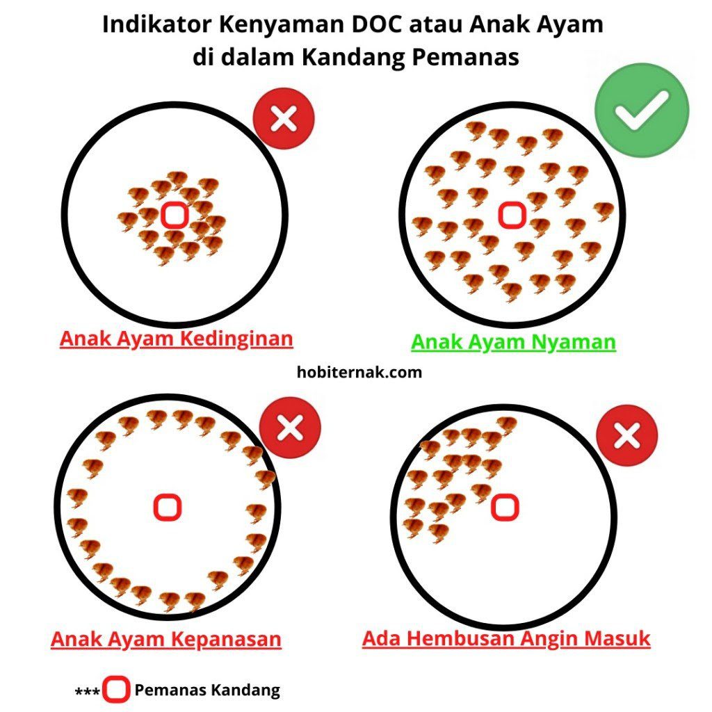 Berikut adalah indikator apakah lampu yang terpasang sudah cukup atau belum untuk doc ayam
