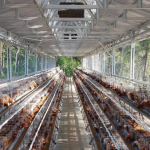 Ini Adalah Contoh Ukuran Kandang Ayam Petelur yang Benar