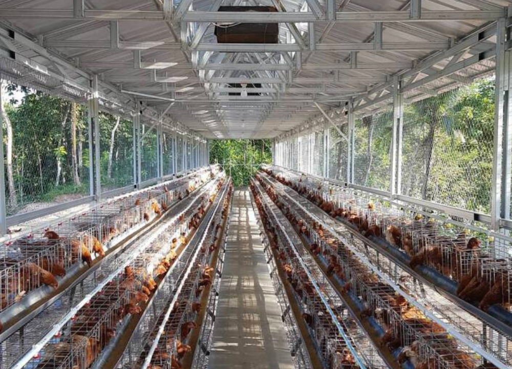 Ini Adalah Contoh Ukuran Kandang Ayam Petelur yang Benar Ini Adalah Contoh Ukuran Kandang Ayam Petelur yang Benar