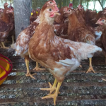 Jual Ayam Petelur Siap Bertelur Terdekat