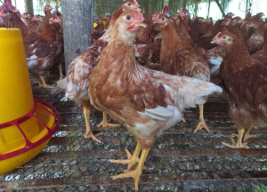 Jual Ayam Petelur Siap Bertelur Terdekat
