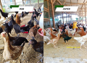 Perbandingan Ayam JOPER dan Ayam KUB: Mana yang Tepat untuk Bisnis Anda?