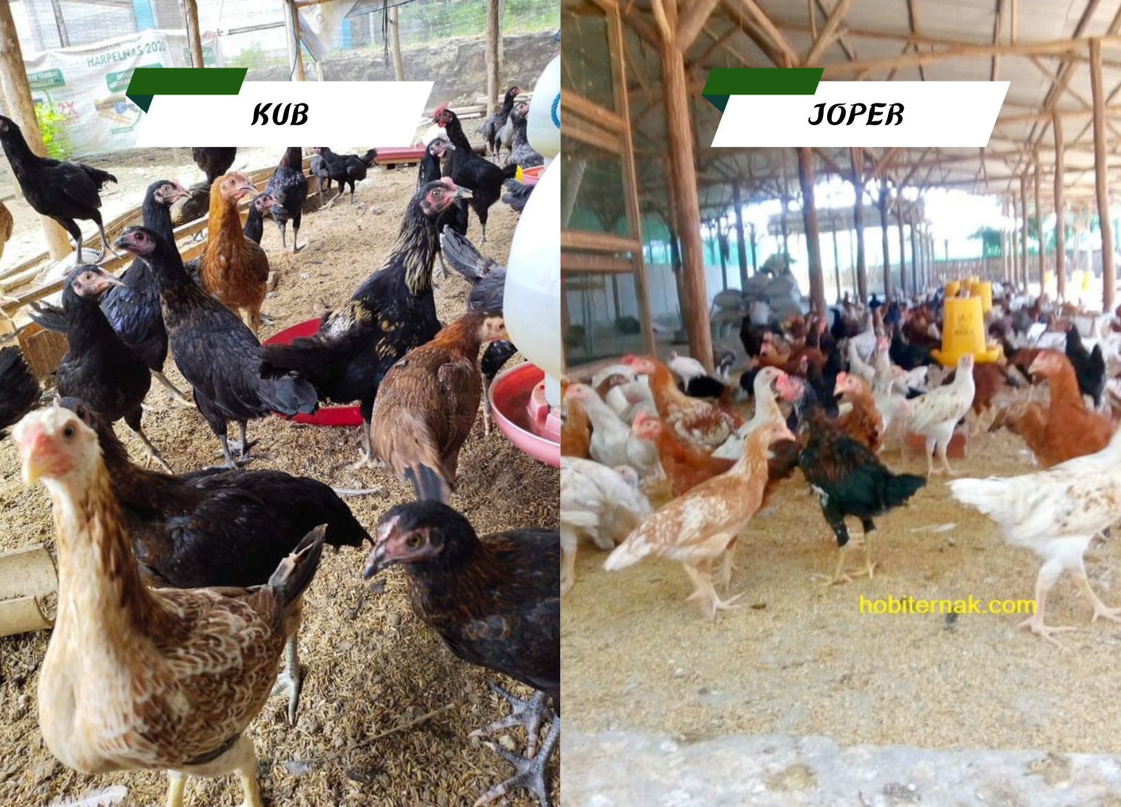 Perbandingan Ayam JOPER dan Ayam KUB: Mana yang Tepat untuk Bisnis Anda?