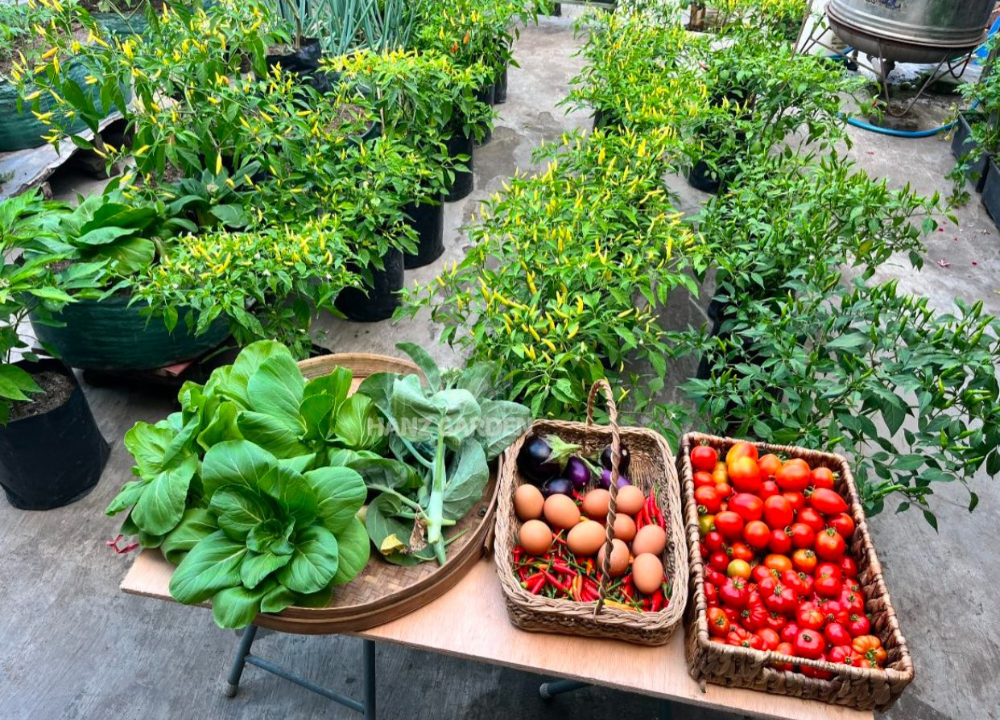 Punya Lahan Sempit di Rumah Intip Inspirasi Kebun Atap dari @hanzgarden.id