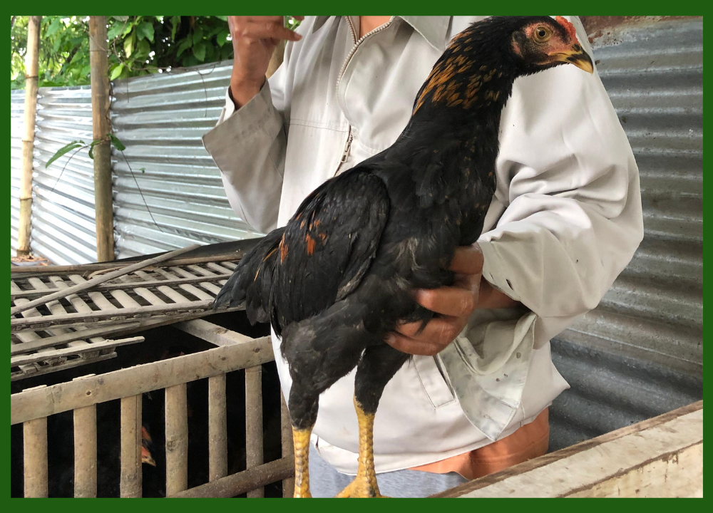 Ternak Ayam KUB Part 3 : Perbedaan Ayam KUB 1 dan KUB 2: Pilih Mana?