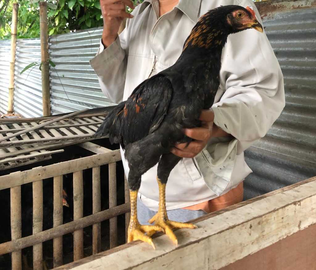 Ayam KUB yang di besarkan Pak Amik