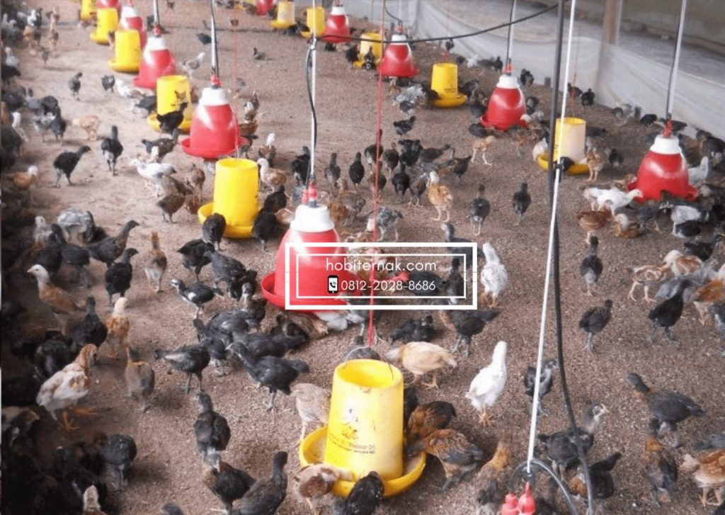Pertumbuhan yang cepat dan pemilihan pakan yang mudah adalah keunggulan dari beternak ayam joper