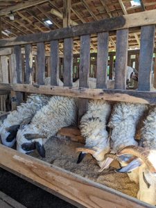 Diberi makan dengan penuh perhatian. Setiap kambing di Indohana Farm mendapatkan takaran pakan yang terukur dan bergizi, didampingi tenaga berpengalaman.