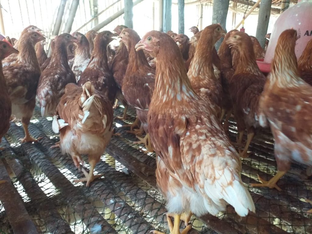 Ayam Pullet