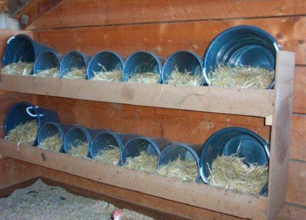 6 Ide Unik Tempat Bertelur Ayam yang Efisien dan Hemat - Tempat Bertelur Ayam