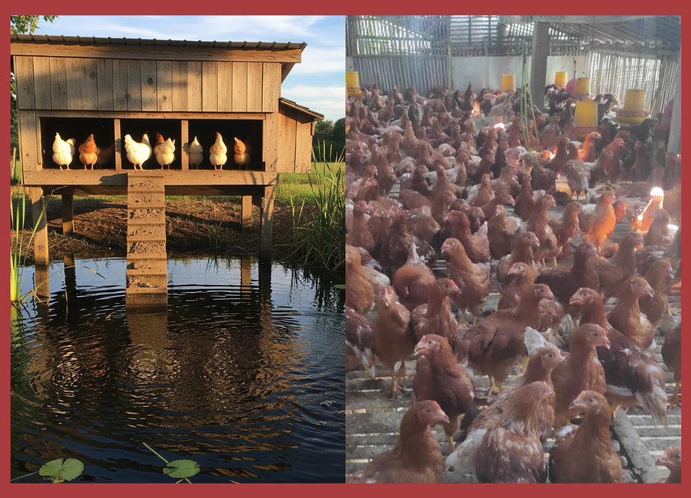 Bolehkah Beternak Ayam Petelur Digabung dengan Ternak Lain?