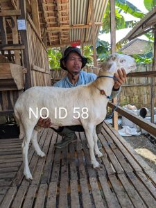 Dengan formulasi pakan kering yang terstandar, bobot naik terukur dan efisien, cocok untuk kebutuhan qurban maupun kuliner.