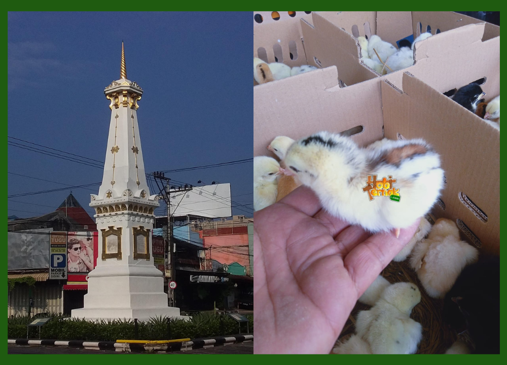 Jual Bibit Ayam Kampung Super (JOPER) Tujuan Yogyakarta Jual Bibit Ayam Kampung Super (JOPER) Tujuan Yogyakarta