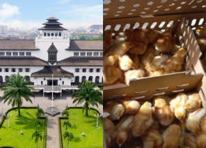 Jual Bibit Ayam Petelur Tujuan Bandung dan Sekitarnya