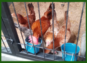 Mau Ternak Ayam Elba? Perhatikan Dulu Pakan Ayam Elba Ini