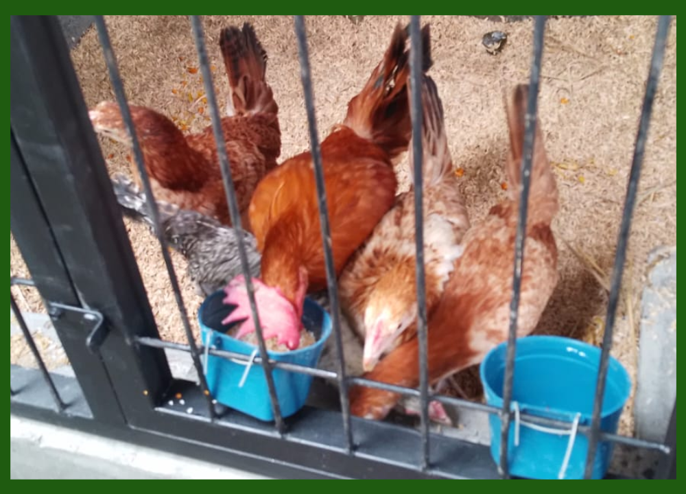 Pakan Ayam Elba: Jenis, Nutrisi, dan Cara Pemberian yang Tepat