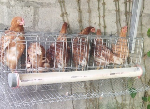 pullet petelur