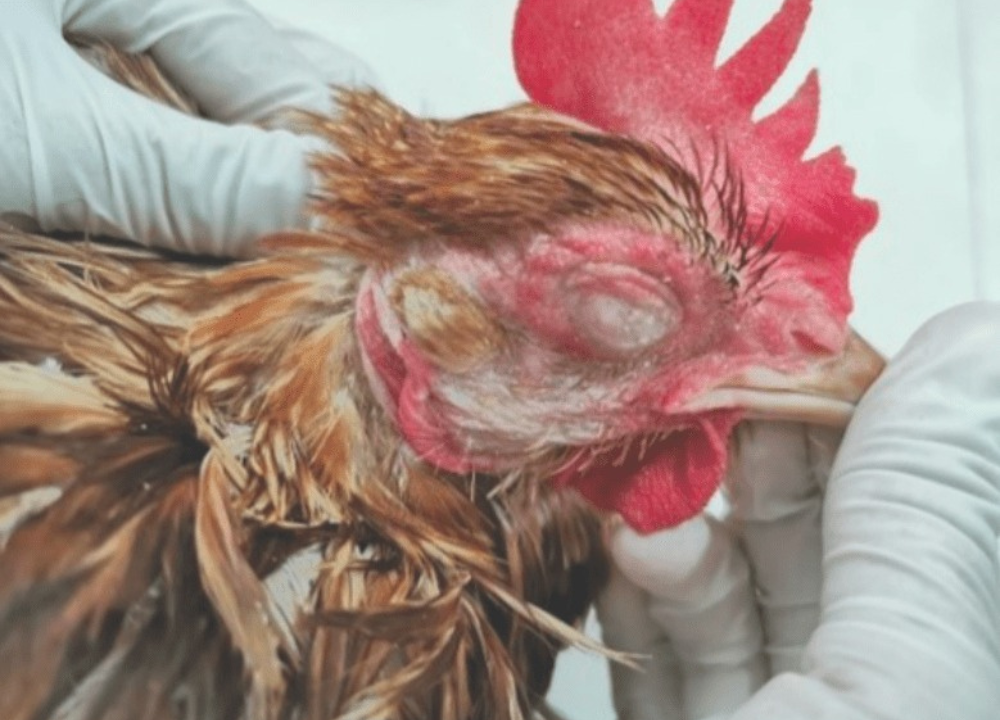 Ayam Sakit? Begini 4 Cara Cepat dan Tepat Menanganinya di Kandang