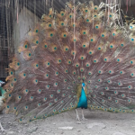 Harga Burung Merak Terbaru 2026| Anakan & Dewasa
