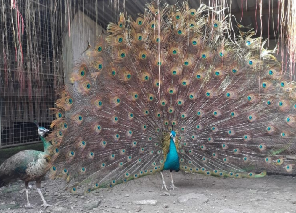 Harga Burung Merak Terbaru 2026| Anakan & Dewasa