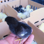 Harga DOC Joper (Ayam Kampung Super) Tahun 2025