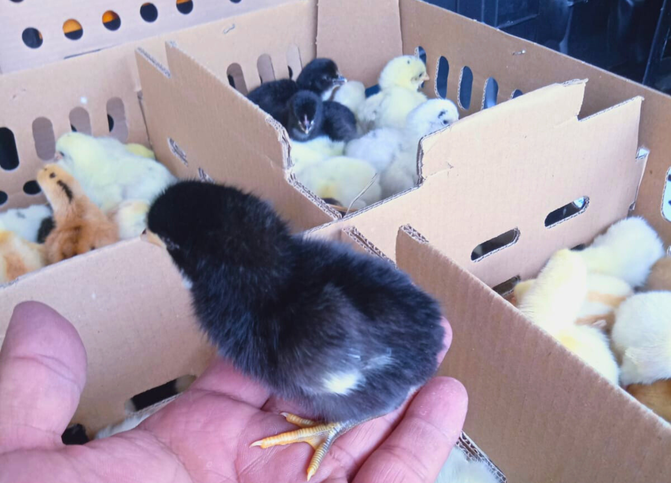 Harga DOC Joper (Ayam Kampung Super) Tahun 2026 Harga DOC Joper (Ayam Kampung Super) Tahun 2025