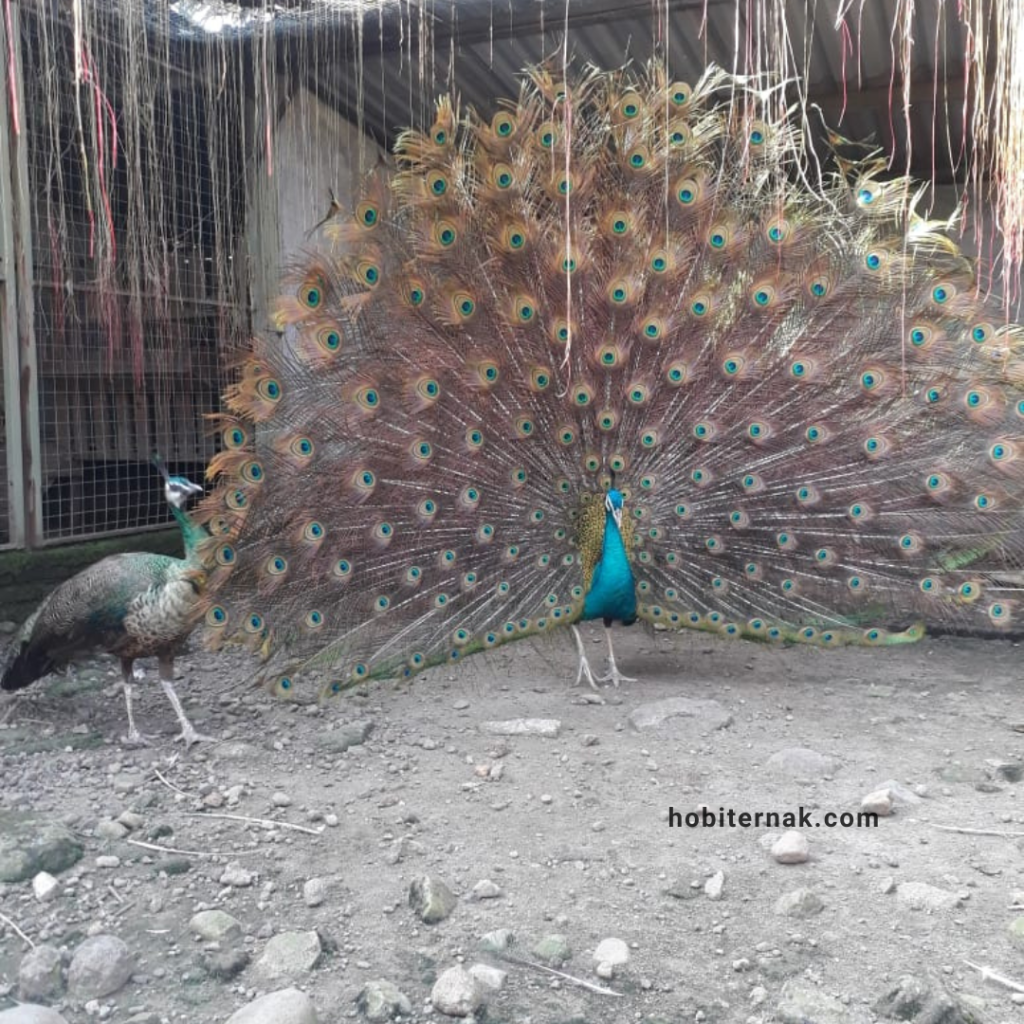 Merak Biru Indukan
