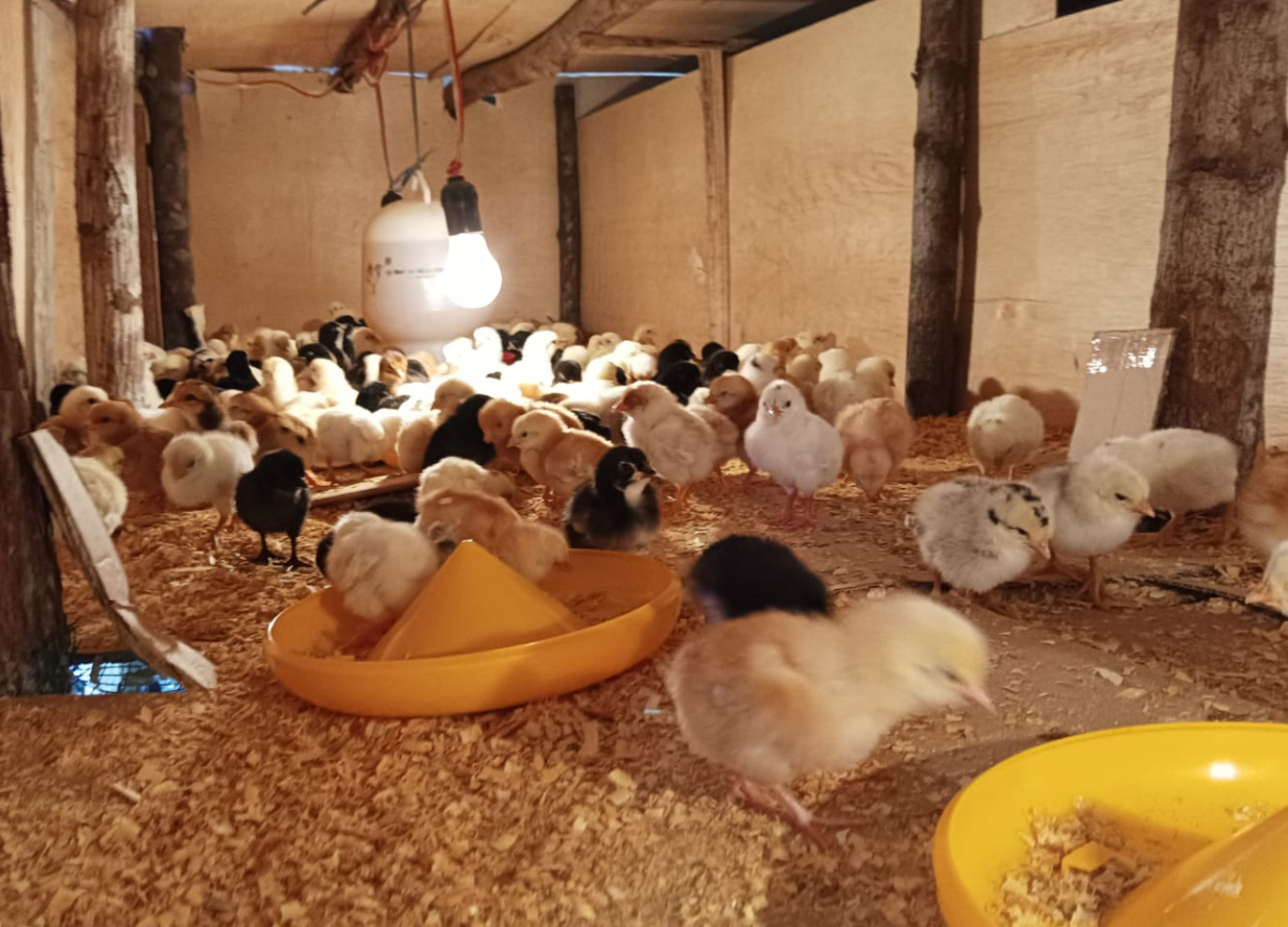 Tabel Kebutuhan Pakan Ayam Joper sampai Panen